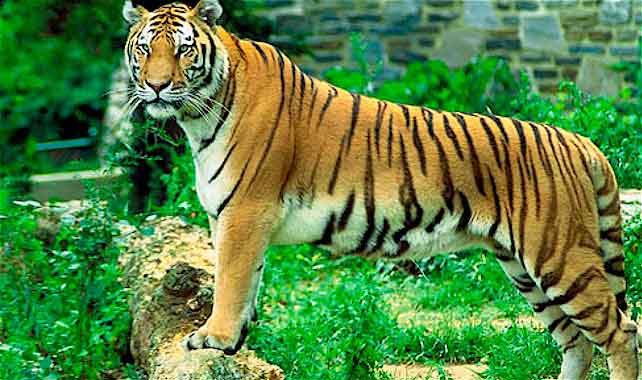 tiger-watching-travel Tour