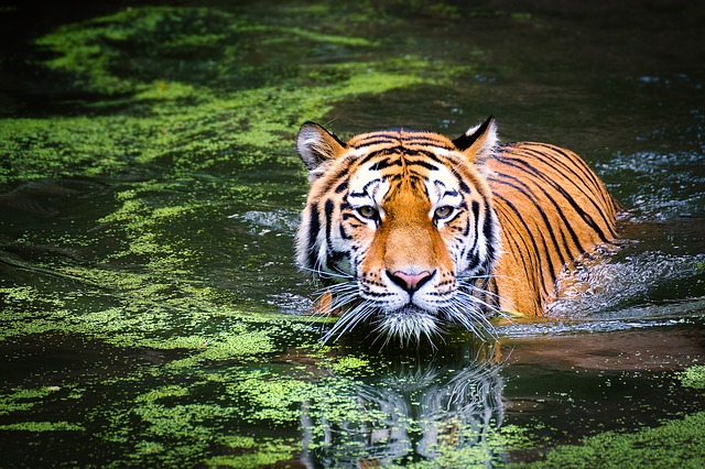 wildlife in kolkata